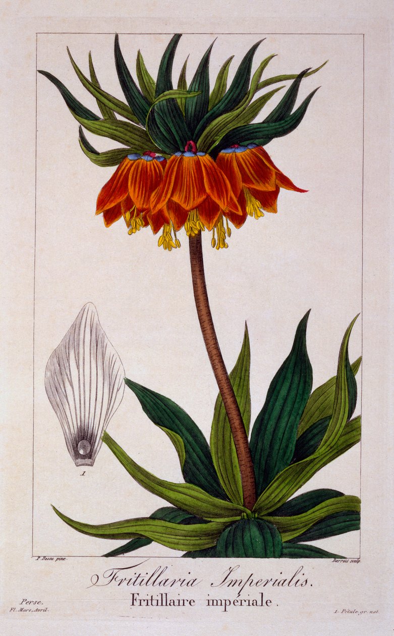 Fritillaria imperialis, pub. 1836 af Panacre Bessa