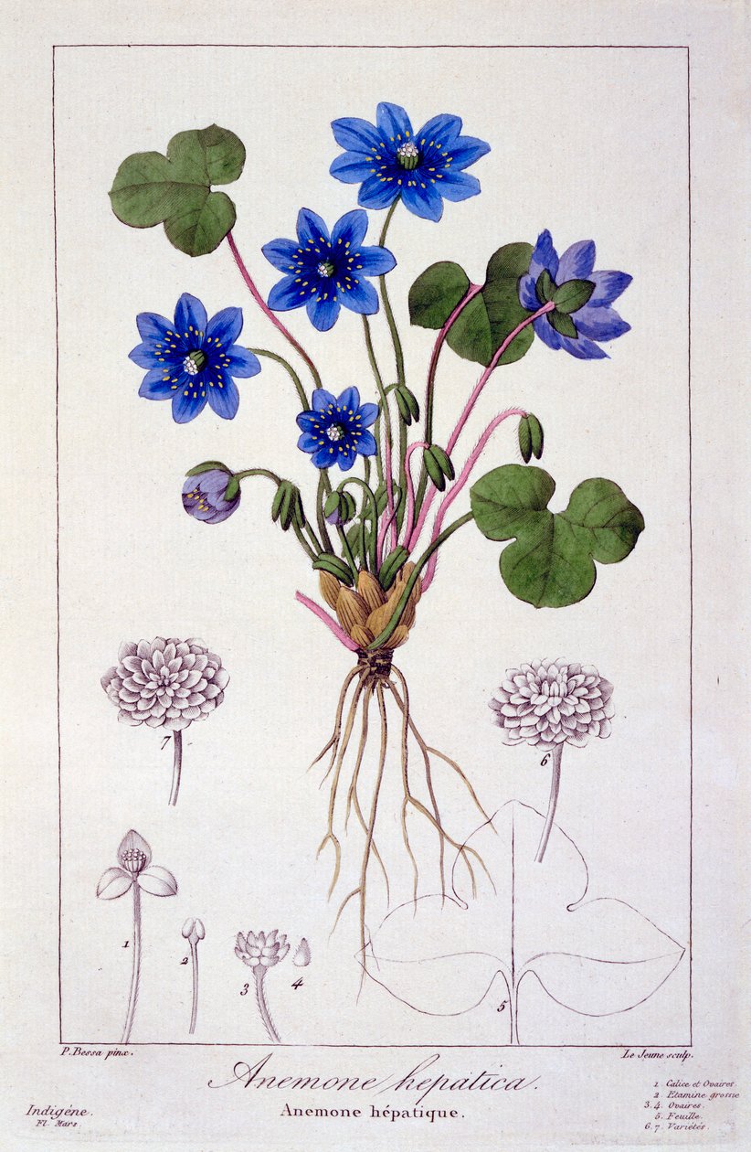 Hepatica nobilis, pub. 1836 af Panacre Bessa