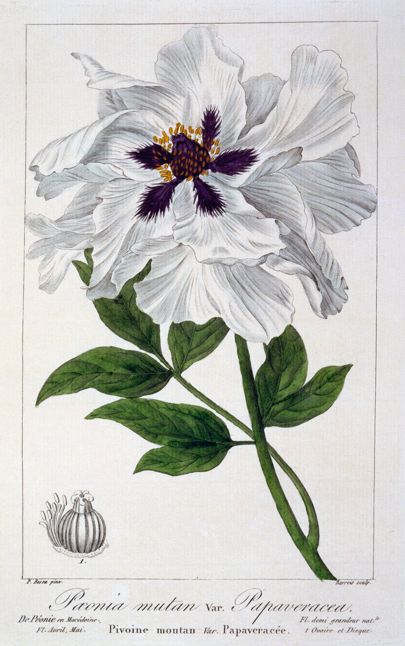 Paeonia Suffruticosa, pub. 1836. af Panacre Bessa