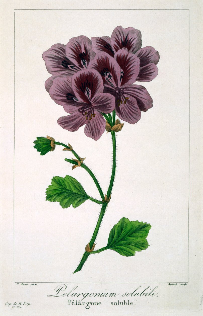 Pelargonium, pub. 1836. af Panacre Bessa