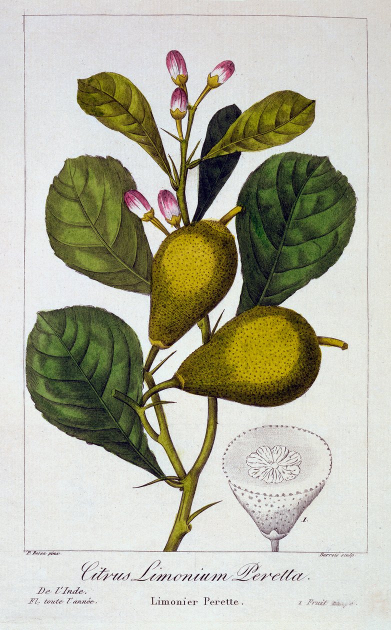 Peretta Lemon, pub. 1836. af Panacre Bessa