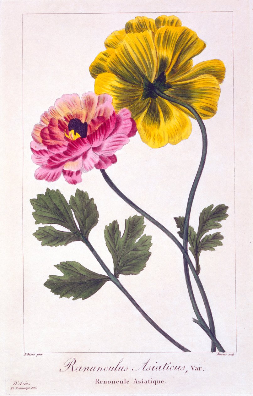 Persisk smørblomst, pub. 1836. af Panacre Bessa