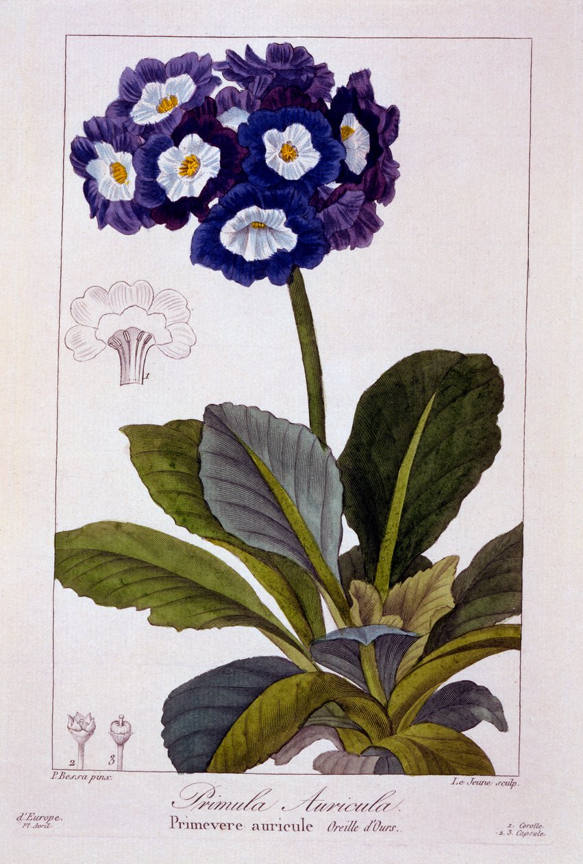 Primula auricula, pub. 1836. af Panacre Bessa