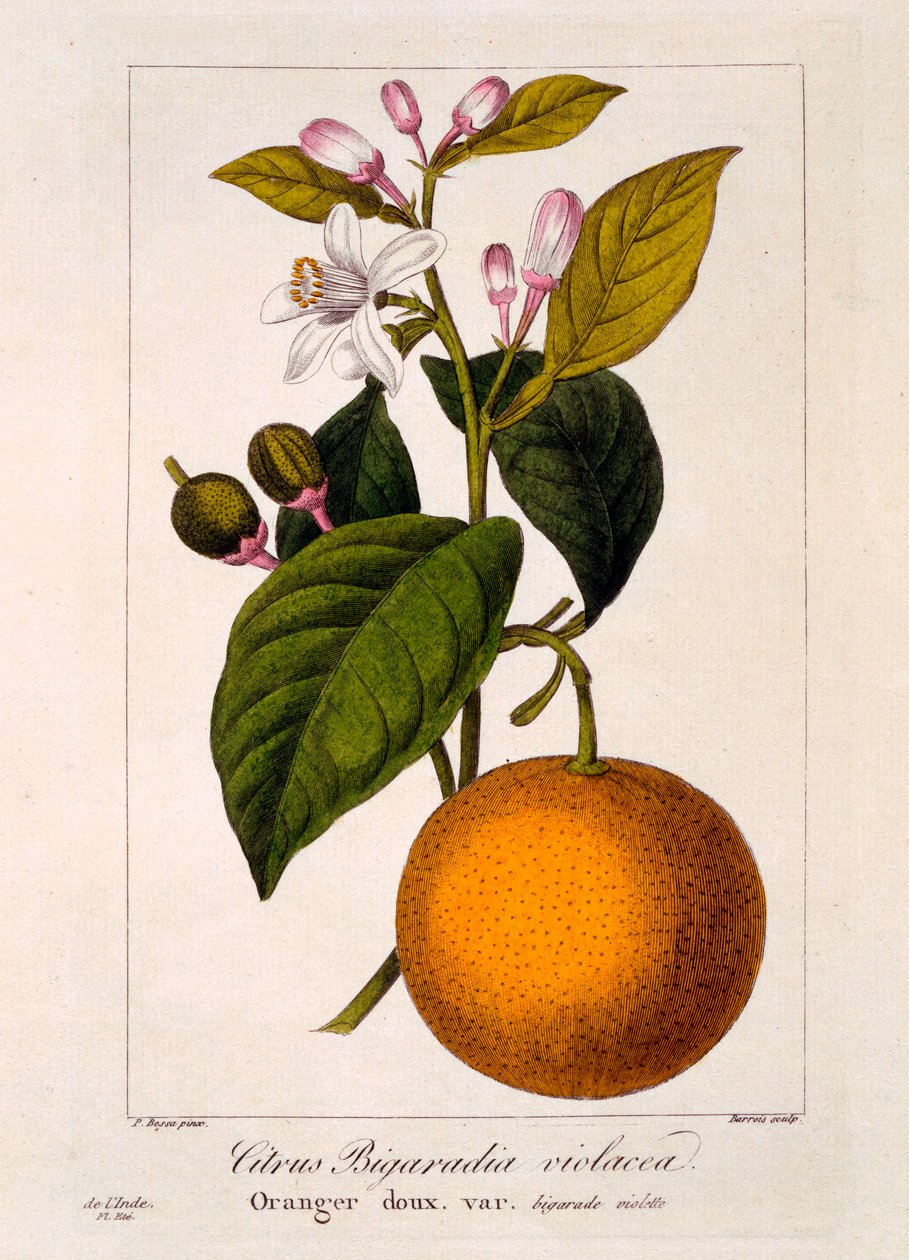 Sød appelsin: Citrus sinensis var: Bigaradia violacea, pub. 1836 af Panacre Bessa