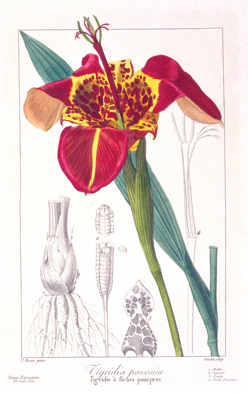 Tigerblomst eller påfugleblomst, pub. 1836. af Panacre Bessa