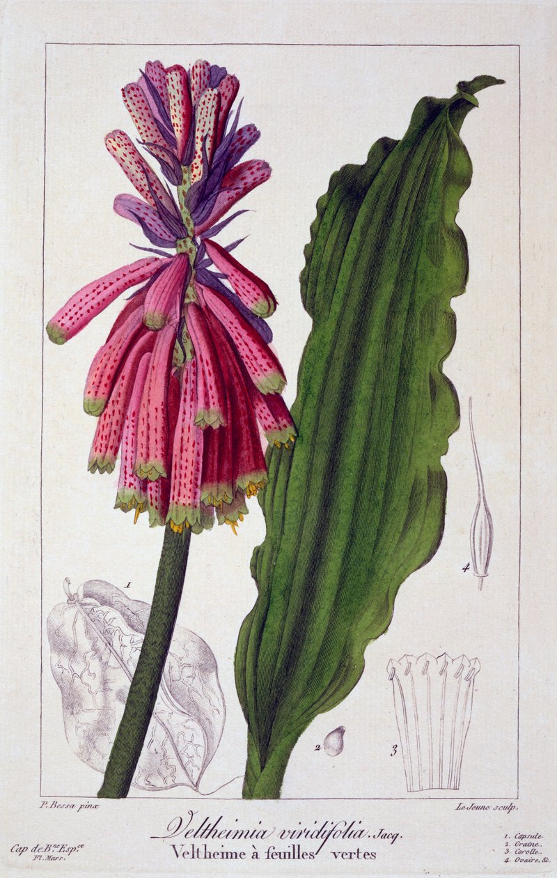 Veltheimia viridifolia, pub. 1836. af Panacre Bessa