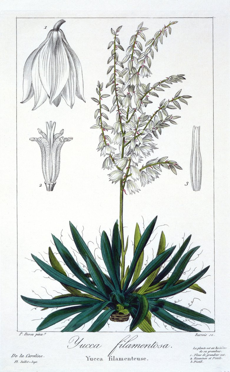 Yucca filamentosa, pub. 1836. af Panacre Bessa