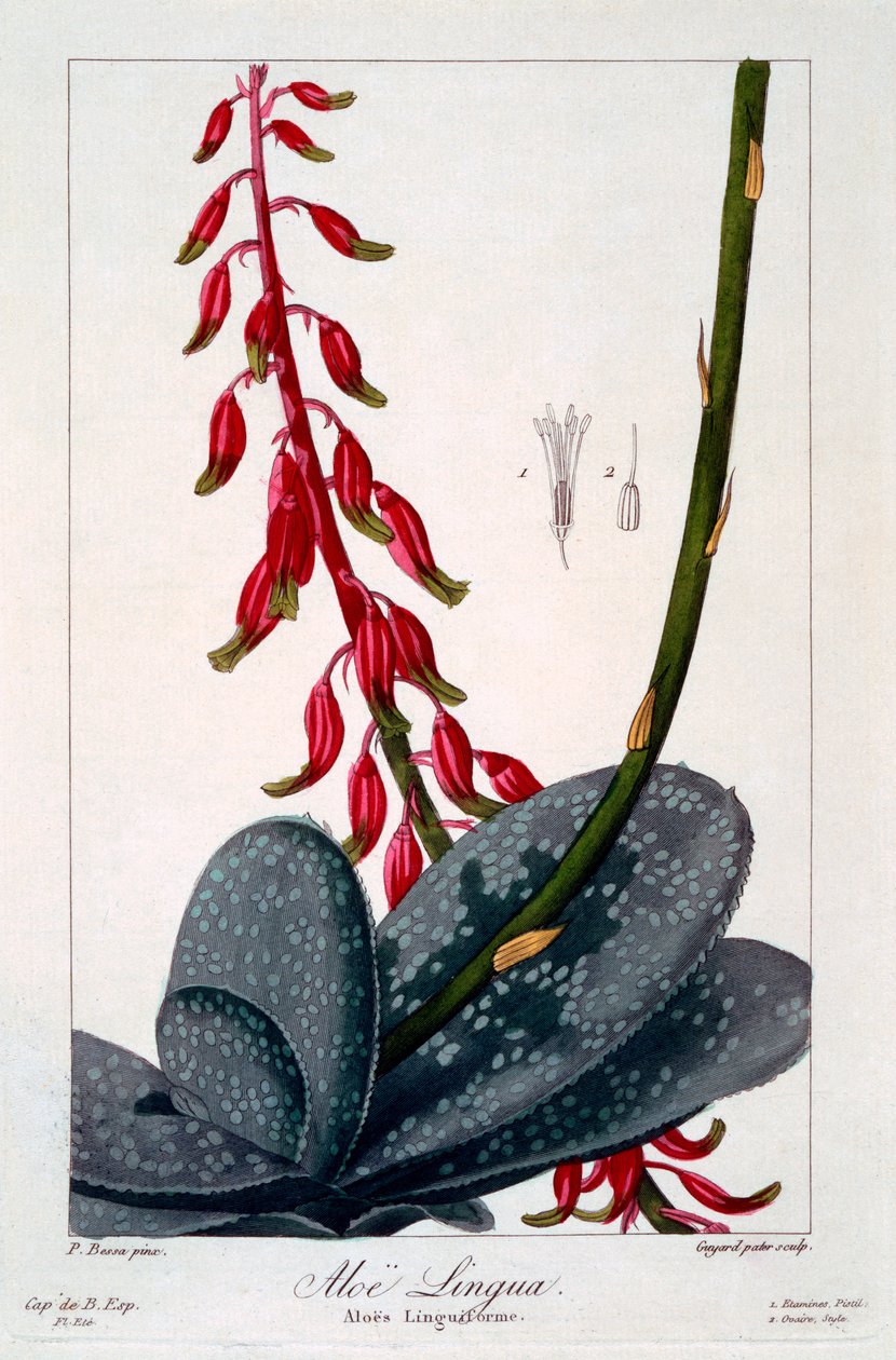 Aloe lingua, 1836 (håndkoloreret gravering) af Pancrace Bessa