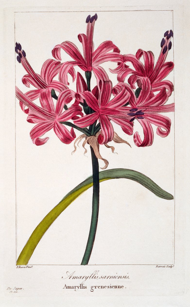 Amaryllis sarniensis, 1836 (håndfarvet gravering) af Pancrace Bessa