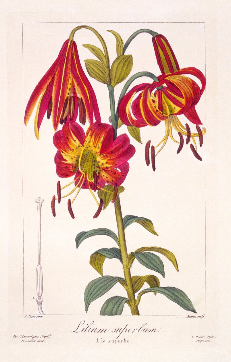 American Turkscap Lily, 1836 (håndfarvet gravering) af Pancrace Bessa