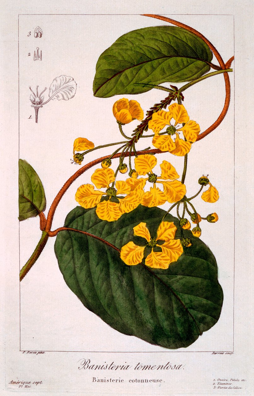 Banisteria tomentosa, 1836 (håndfarvet gravering) af Pancrace Bessa