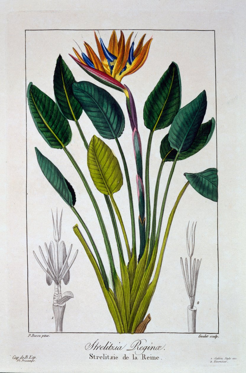 Bird of Paradise, eller Crane Flower, 1836 (håndfarvet gravering) af Pancrace Bessa