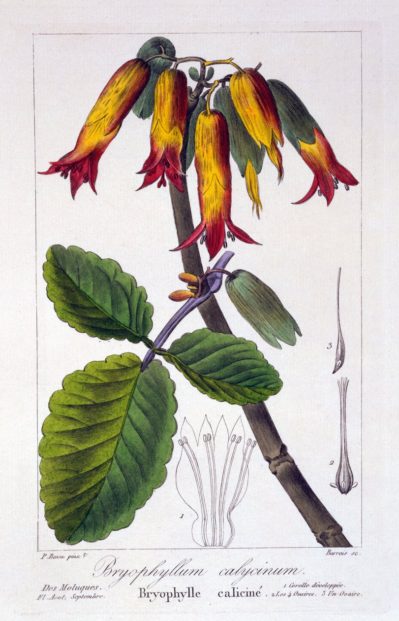 Bryophyllum calycinum, eller Kalanchoe pinnata, 1836 (håndfarvet gravering) af Pancrace Bessa