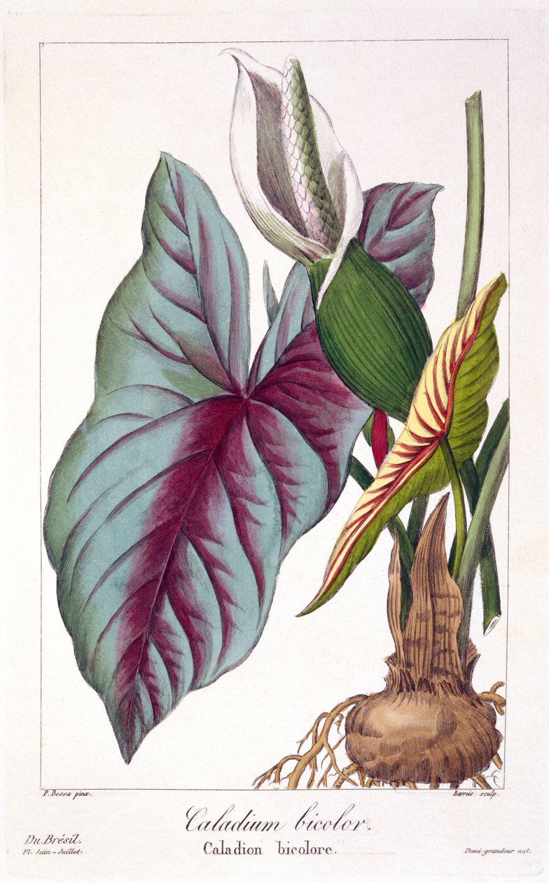 Caladium bicolor, 1836 (håndfarvet gravering) af Pancrace Bessa
