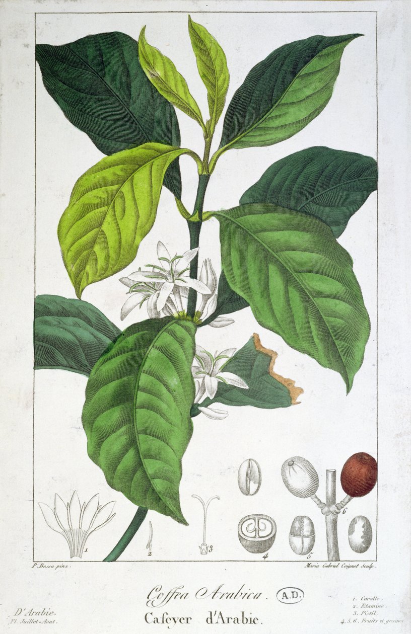Coffea Arabica (Kaffe) graveret af Maria Gabriel Cogniet af Pancrace Bessa