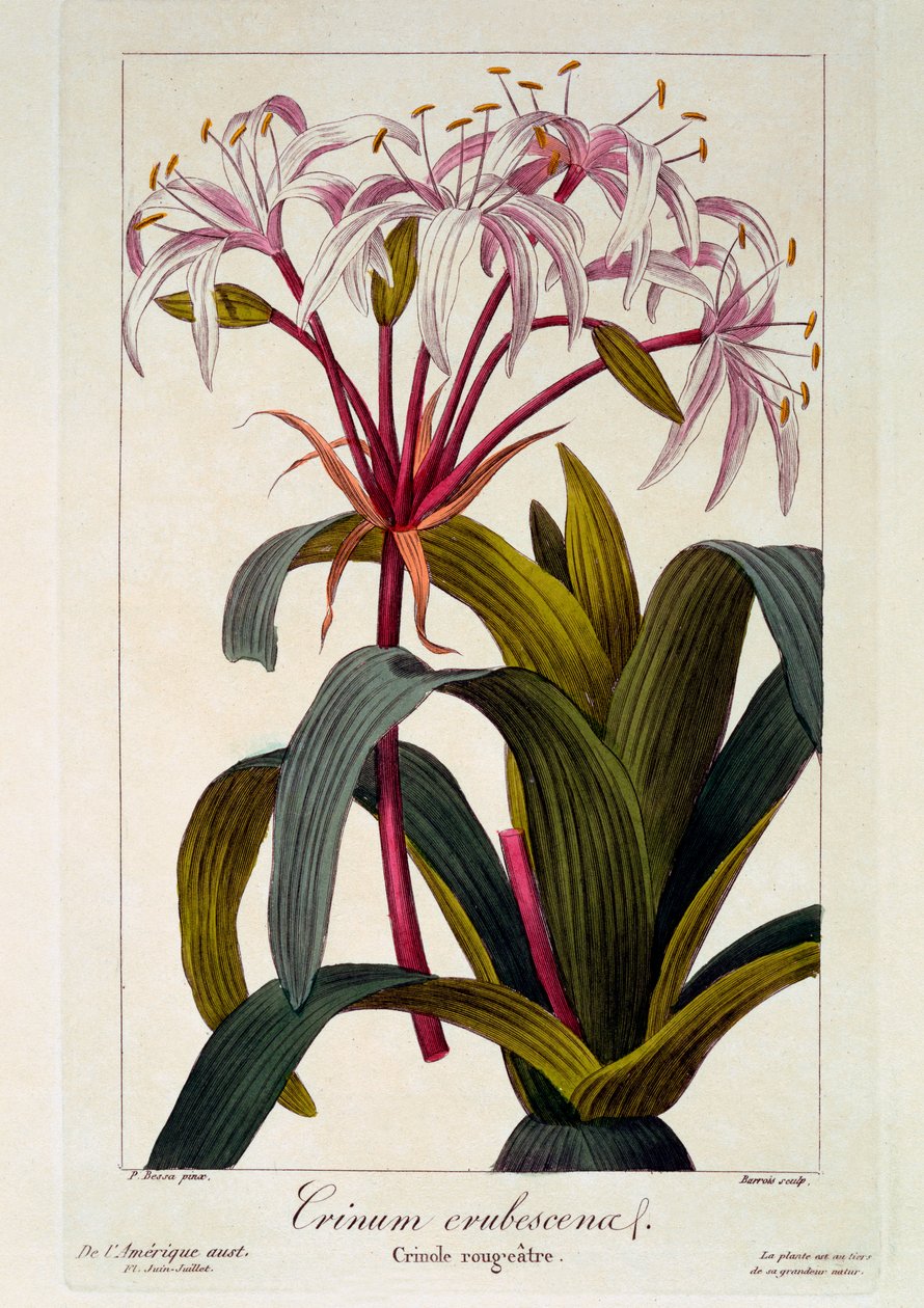 Crinum erubescens, 1836 (håndkoloreret gravering) af Pancrace Bessa