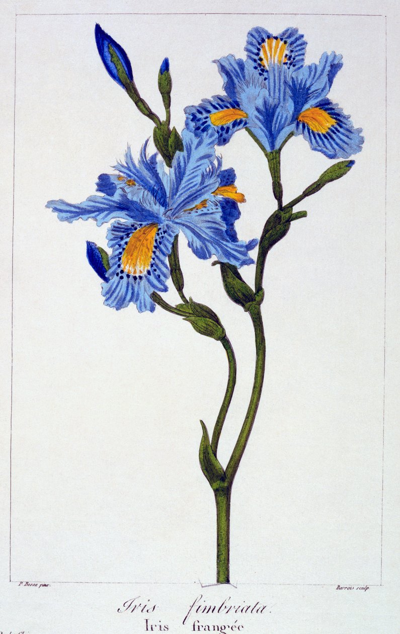 Fringed Iris, 1836 (håndfarvet gravering) af Pancrace Bessa