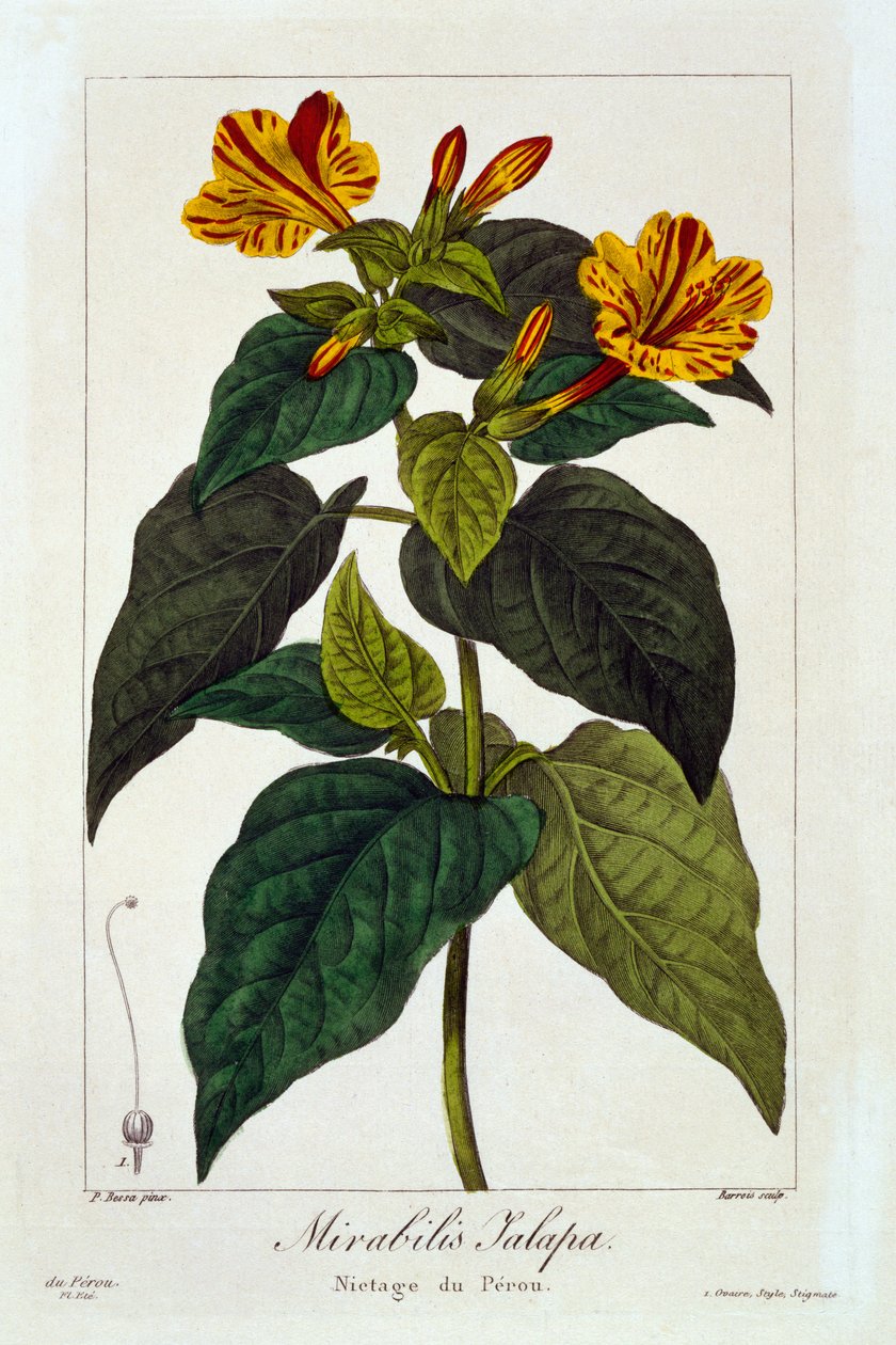 Ipomea purga, 1836 (håndfarvet gravering) af Pancrace Bessa