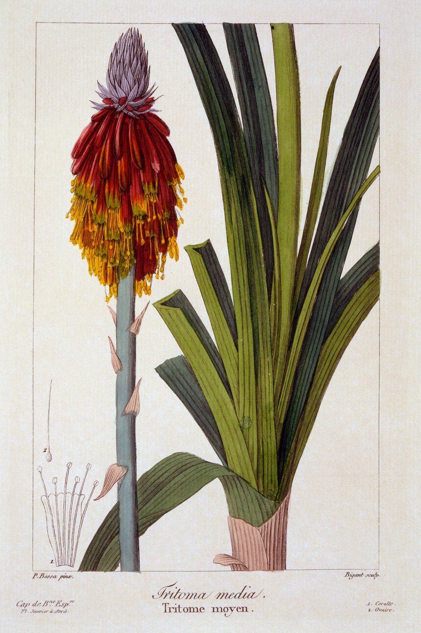 Kniphofia, 1836 (håndfarvet gravering) af Pancrace Bessa