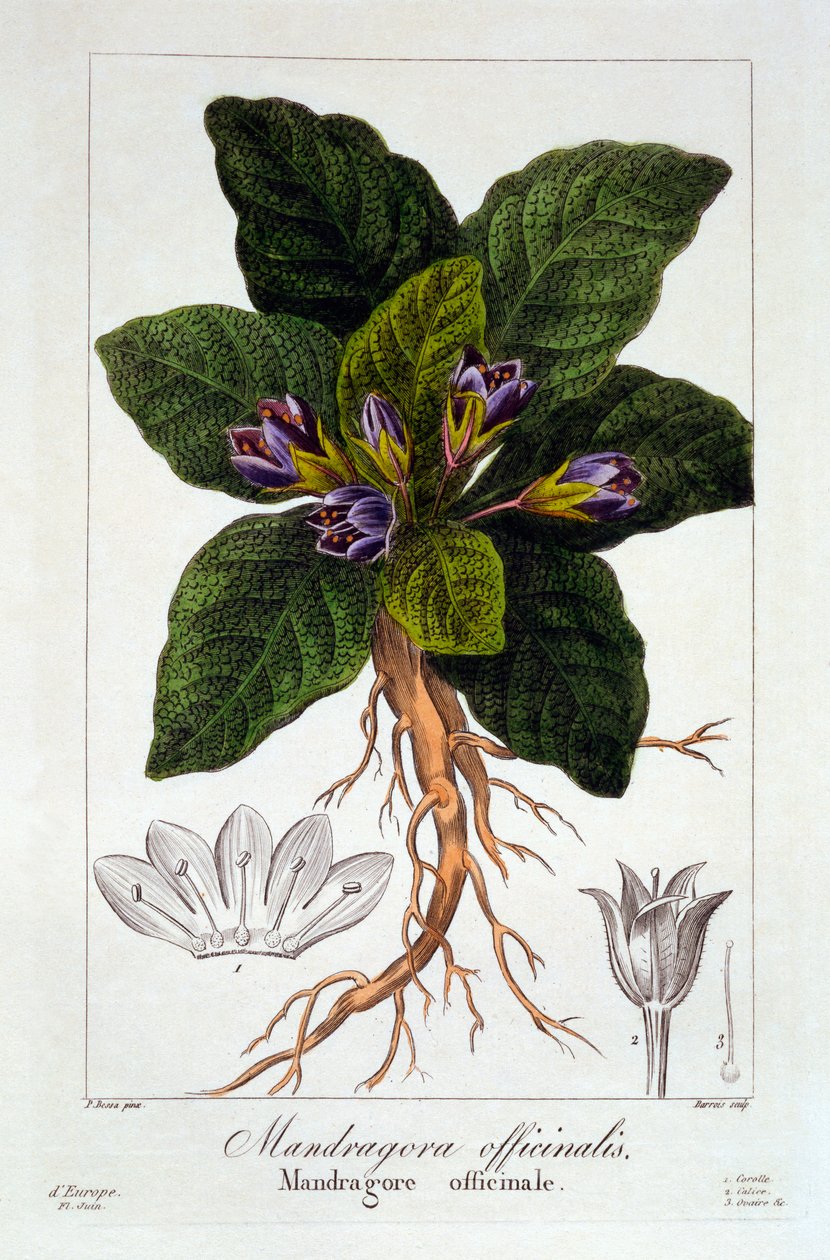 Mandragora officinarum, 1836 (håndkoloreret gravering) af Pancrace Bessa