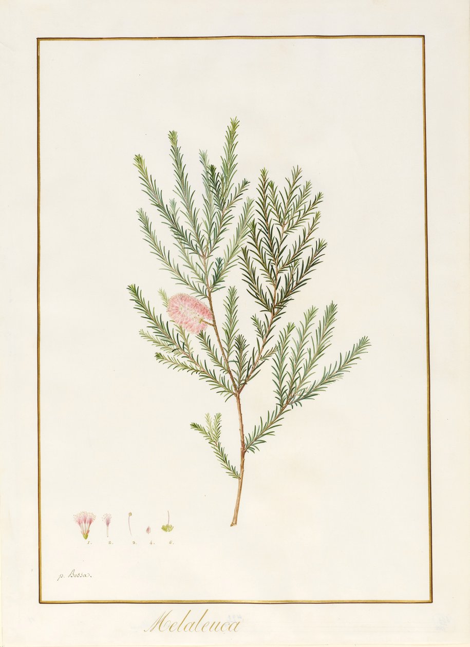 Melaleuca, herunder fem studier af blomsten (wc und bodycolour på pergament) af Pancrace Bessa