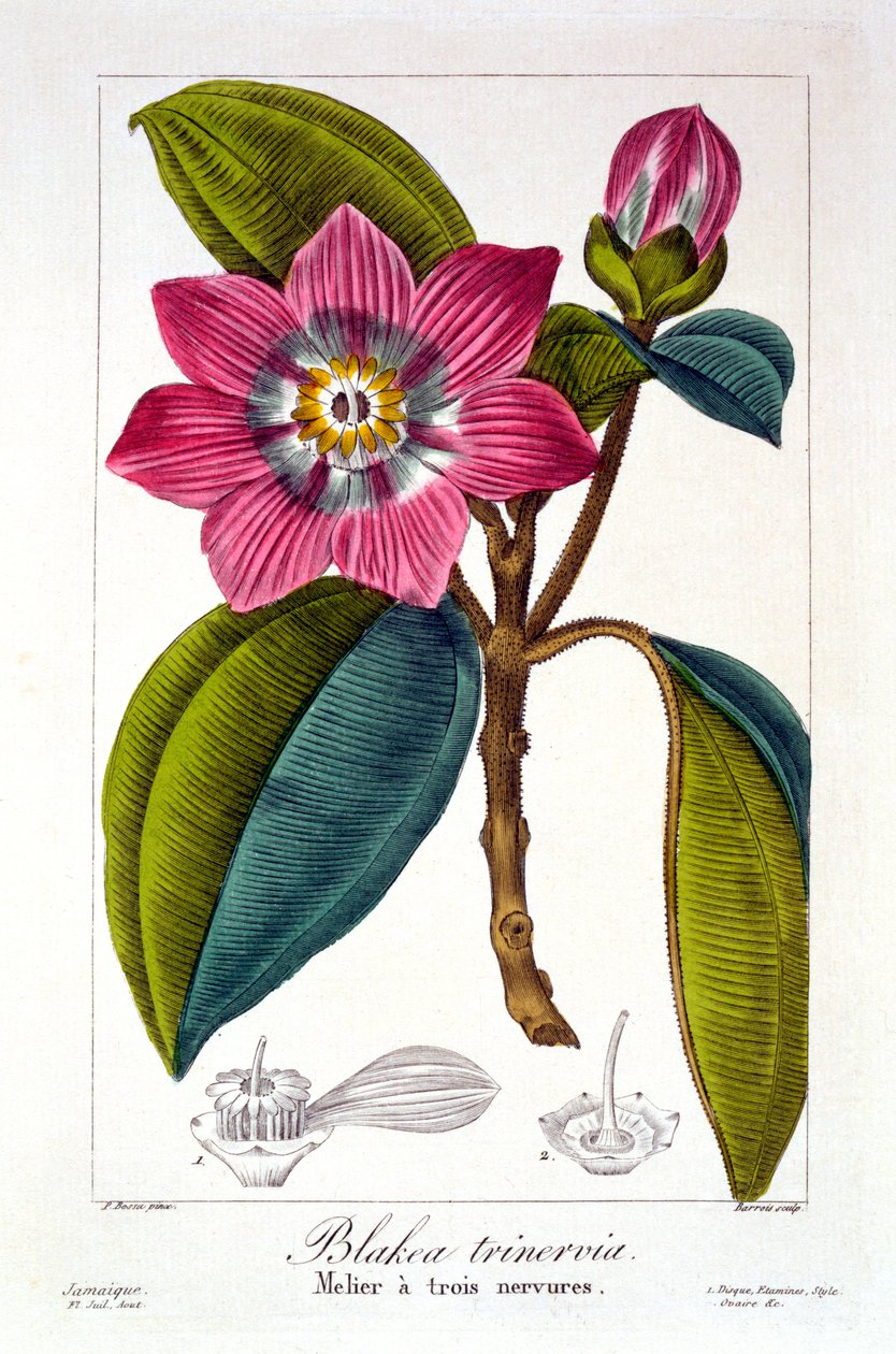 Melier, 1836 (håndkoloreret gravering) af Pancrace Bessa