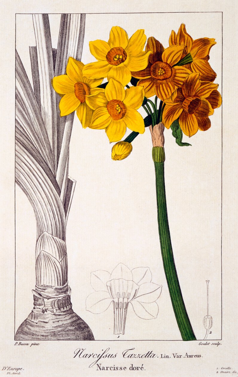 Narcissus tazetta, 1836 (håndfarvet gravering) af Pancrace Bessa