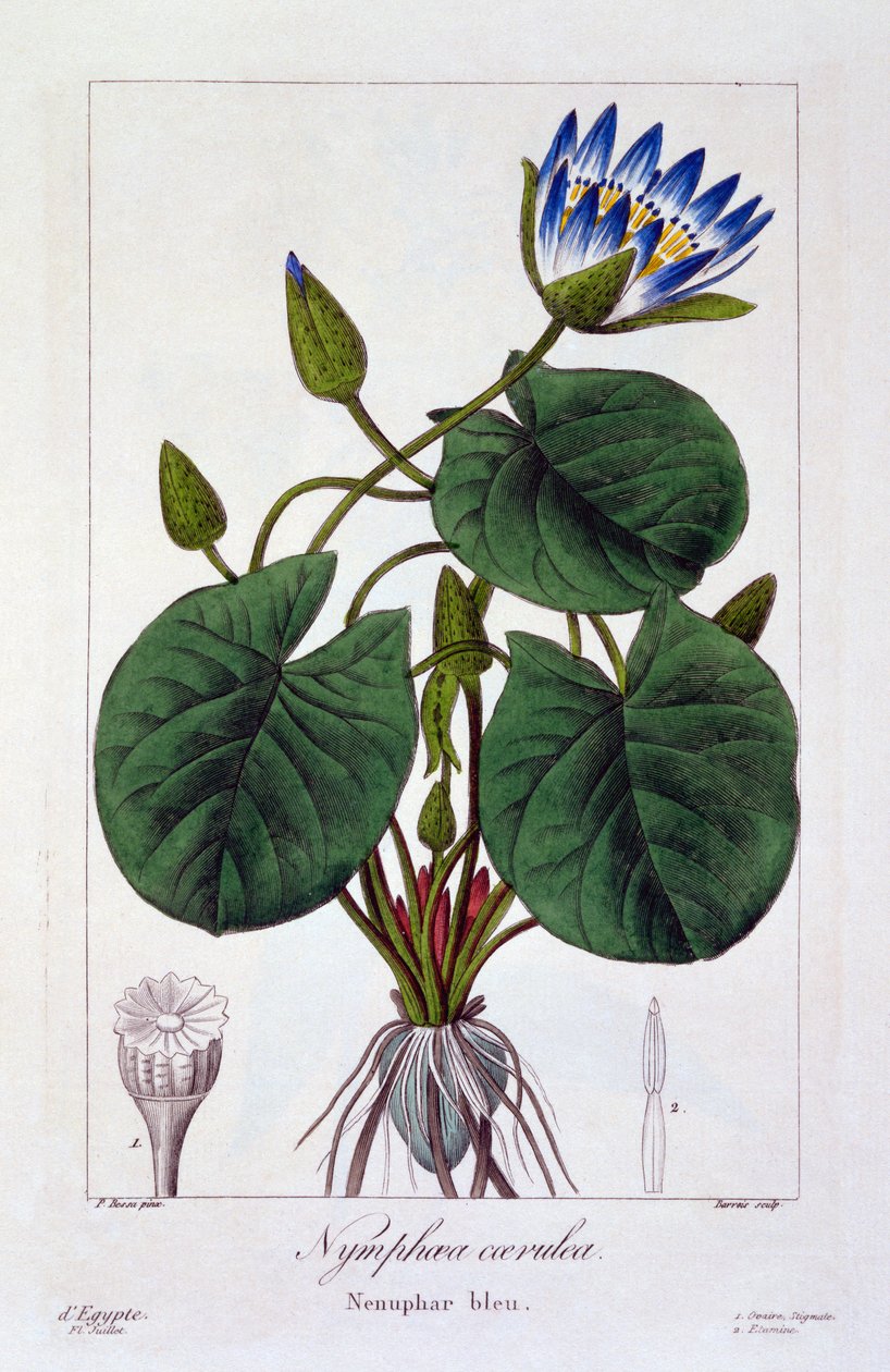 Nymphaea caerulea, 1836 (håndkoloreret gravering) af Pancrace Bessa