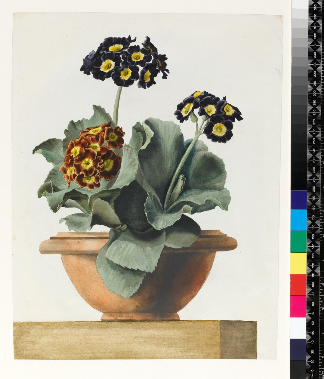 PD.199-1973 Potted Auricula, 1817 af Pancrace Bessa