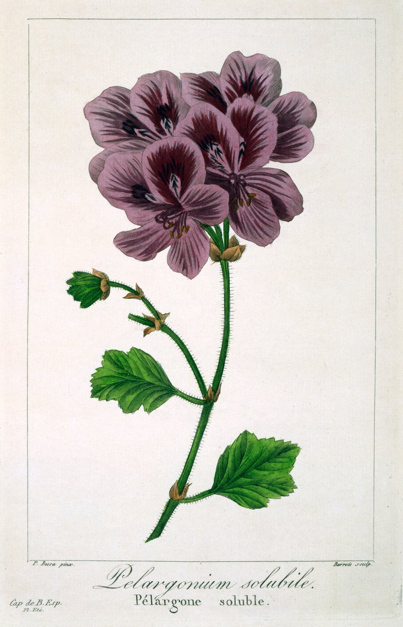 Pelargonium, 1836 (håndkoloreret gravering) af Pancrace Bessa