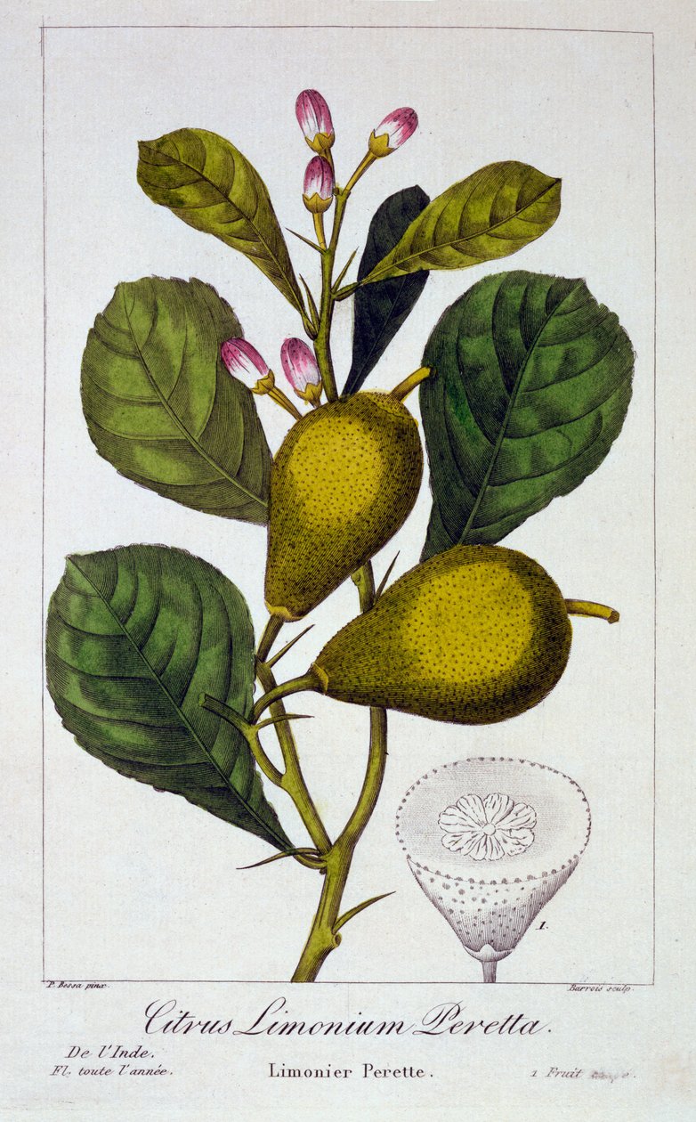 Peretta citron, 1836 (håndfarvet gravering) af Pancrace Bessa