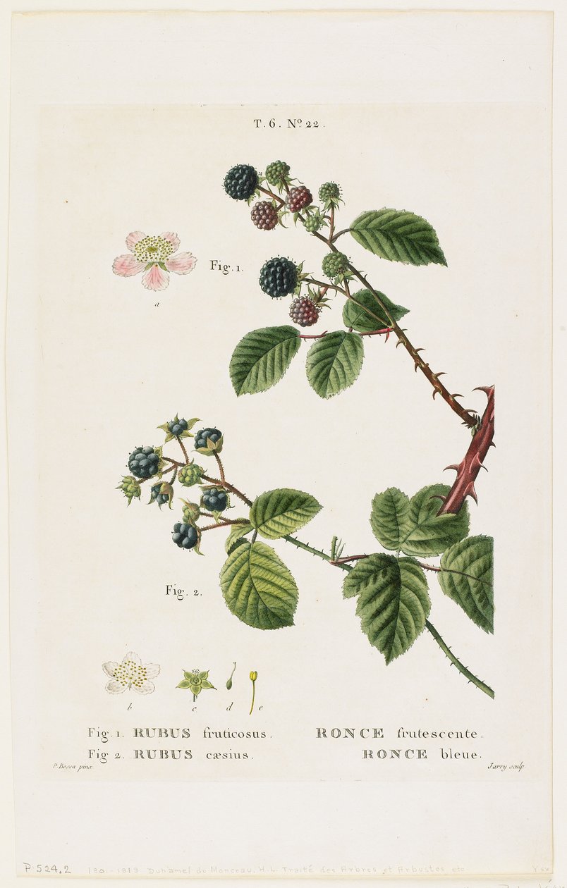 Frugterende brambær. Blåbær, fra Traites des Arbres et Fruitiers, 1801-19 (stipple gravering) af Pancrace Bessa
