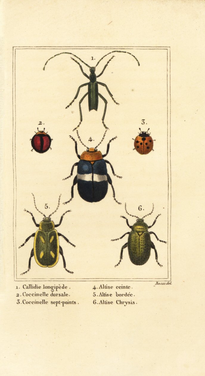 Callidium longipes 1, mariehøns, Jauravia dorsalis 2, Coccinella septempunctata 3, loppebiller, Altica cincta 4, Altica emarginata 5 og Altica chrysis 6 af Pancrace (after) Bessa