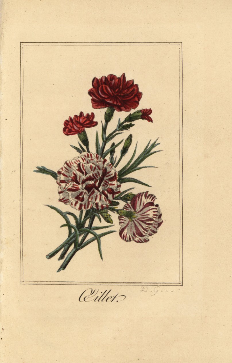 Nellik eller nelliker pink, oillet, Dianthus caryophyllus af Pancrace (after) Bessa