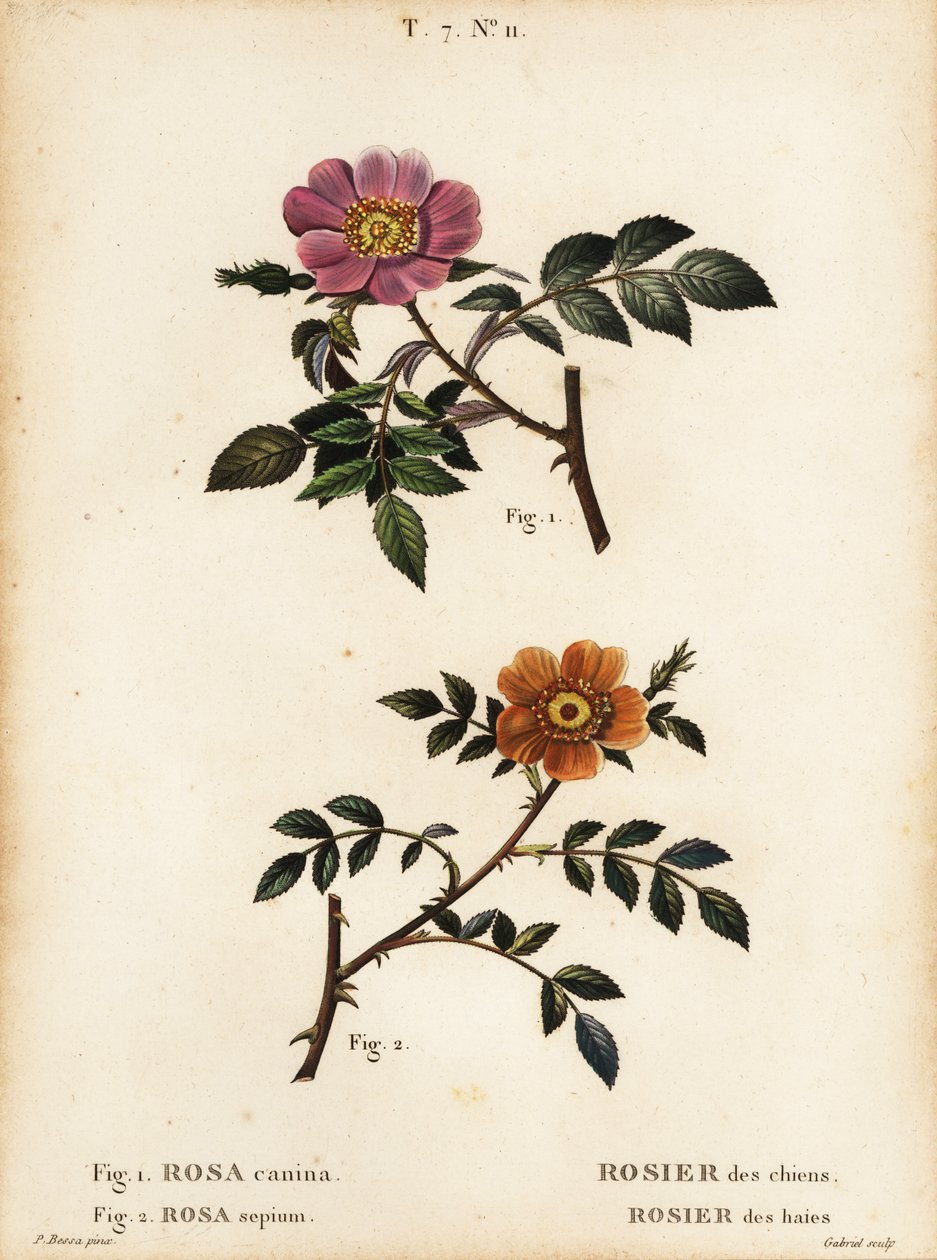 Hunderose, Rosa canina, Rosier des Chiens 1, og småbladet sød-briar, Rosa sepium, Rosa agrestis, Rosier des Haies 2 af Pancrace (after) Bessa