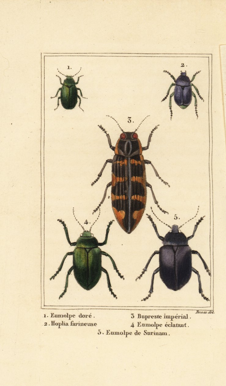 Hundebille, Chrysochus auratus 1, Hoplia argentea 2, banksia juvelbille, Cyrioides imperialis 3, Eumolpus fulgidus 4 og Eumolpus surinamensis 5 af Pancrace (after) Bessa
