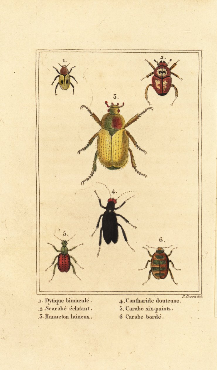 Dytiscus bimaculatus 1, scarab 2, cockchafer, Melolontha melolontha 3, Cantharis bille 4, Carabus sexpunciatus 5 og Omophron limbatum 6 af Pancrace (after) Bessa