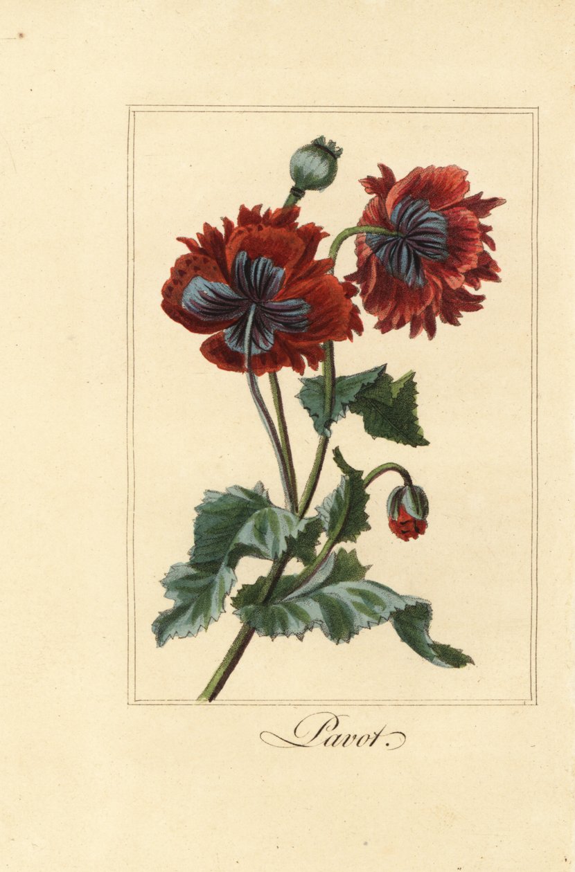 Hybrid sort af valmue, pavot, Papaver rhoeas af Pancrace (after) Bessa