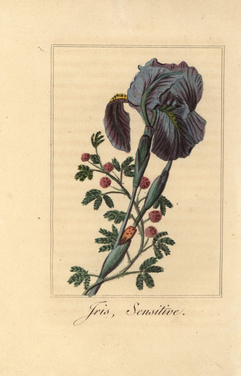 Iris, Iris gemanica og følsom plante, Mimosa pudica af Pancrace (after) Bessa
