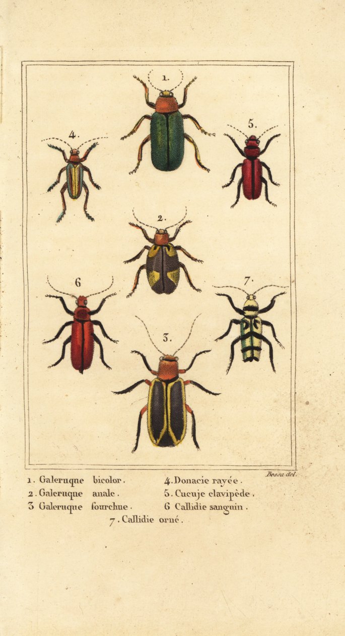 Bladbiller, Galeruca art 1, Aulacophora analis 2, Cyclotrypema furcata 3, Donacia vittata 4, flad barkbille, Cucujus clavipes 5, Pyrrhidium sanguineum 6 og Chlorophorus varius 7 af Pancrace (after) Bessa