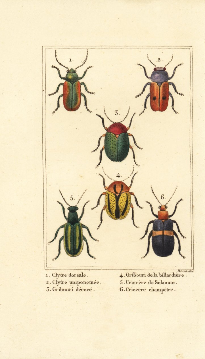 Bladbiller: Smaragdina limbata 1, Clytra laeviuscula 2, Cryptocephalus biller 3,4, Crioceris solani 5 og Chrysomela campestris 6 af Pancrace (after) Bessa