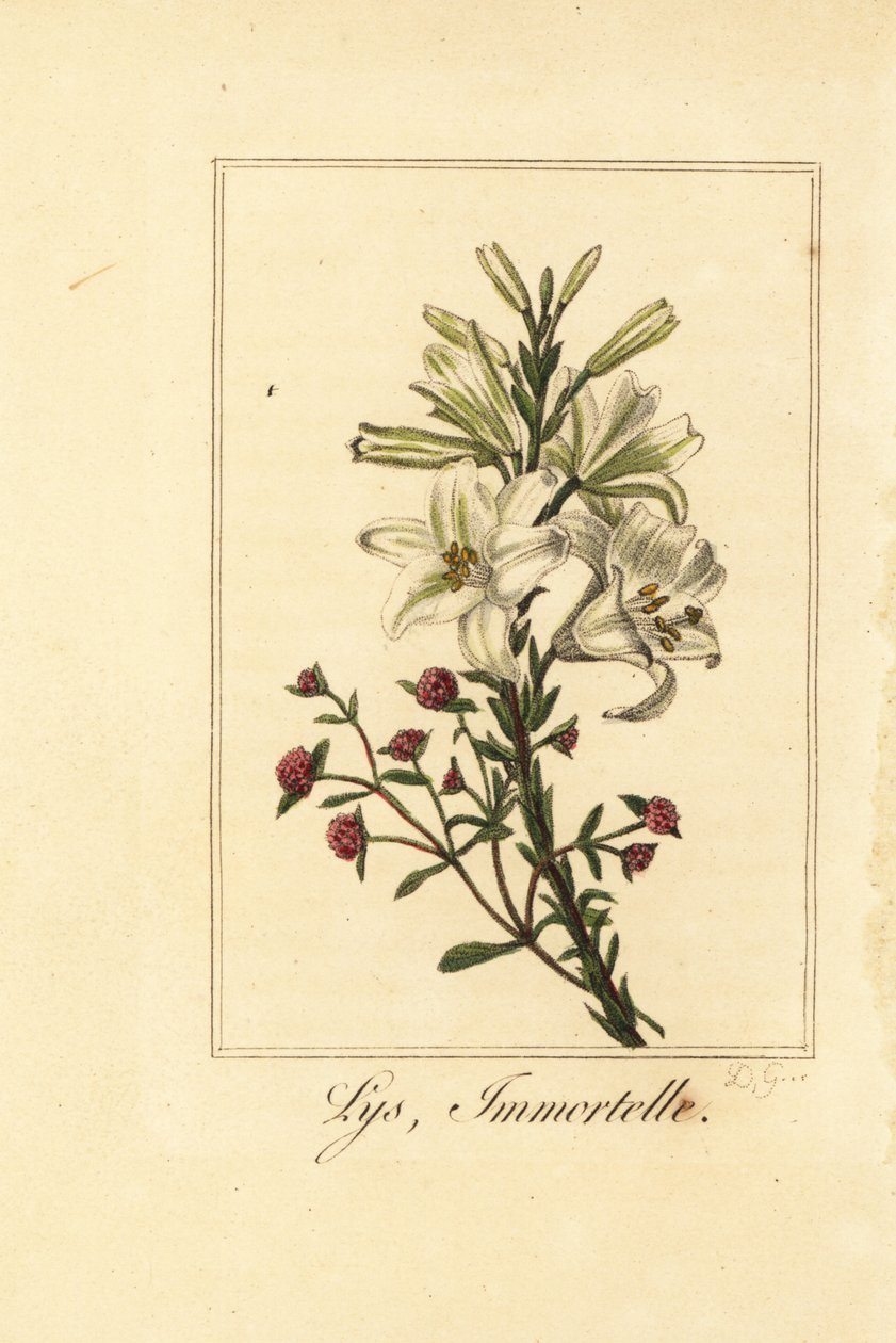Lilje og rød evighed, Lys og immortelle, Lily hvid og Helichrysum sanguineum af Pancrace (after) Bessa