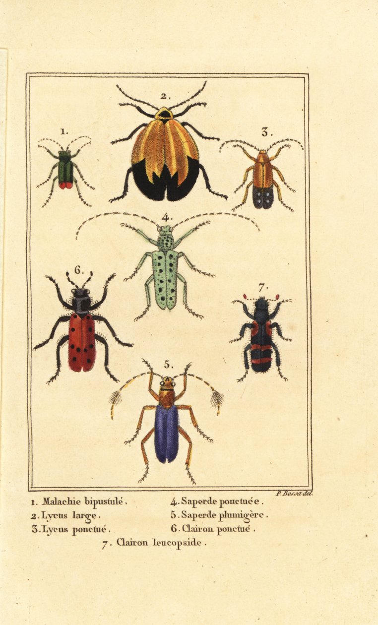 Malakitbille, Malachius bipustulatus 1, netvingede biller, Lycus melanurus 2, Lycus punctatus 3, Saperda punctata 4, Saperda art 5, Trichodes octopunctatus 6 og Trichodes apiarius 7 af Pancrace (after) Bessa