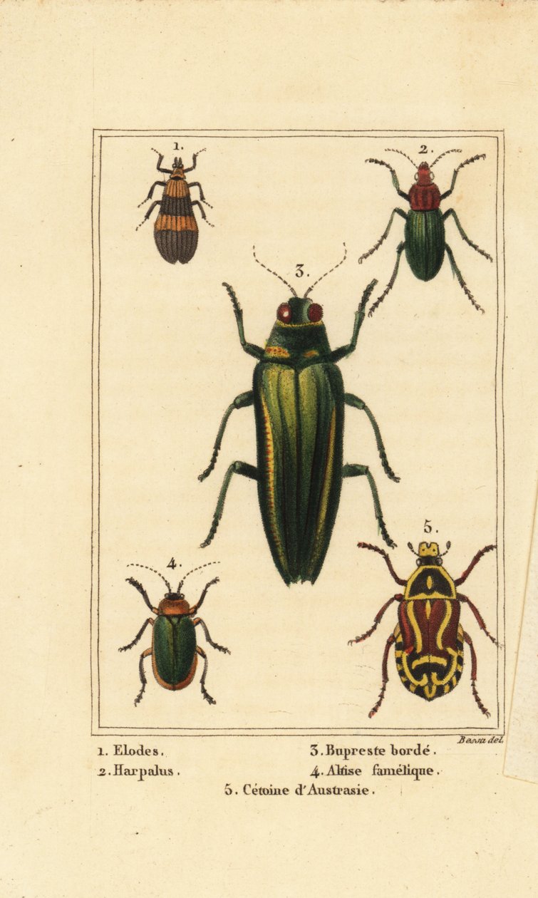 Sumpbille, Elodes 1, Harpalus bille 2, juvelbille, Buprestis 3, loppebille, Altica famelica 4, og rosenhakker, Cetonia art 5 af Pancrace (after) Bessa
