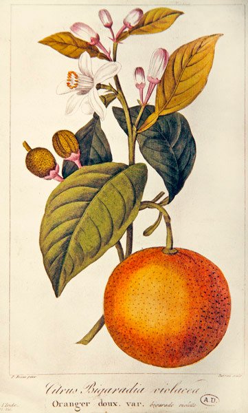 Orange, graveret af Barois, ca. 1820 (farvet gravering) af Pancrace (after) Bessa