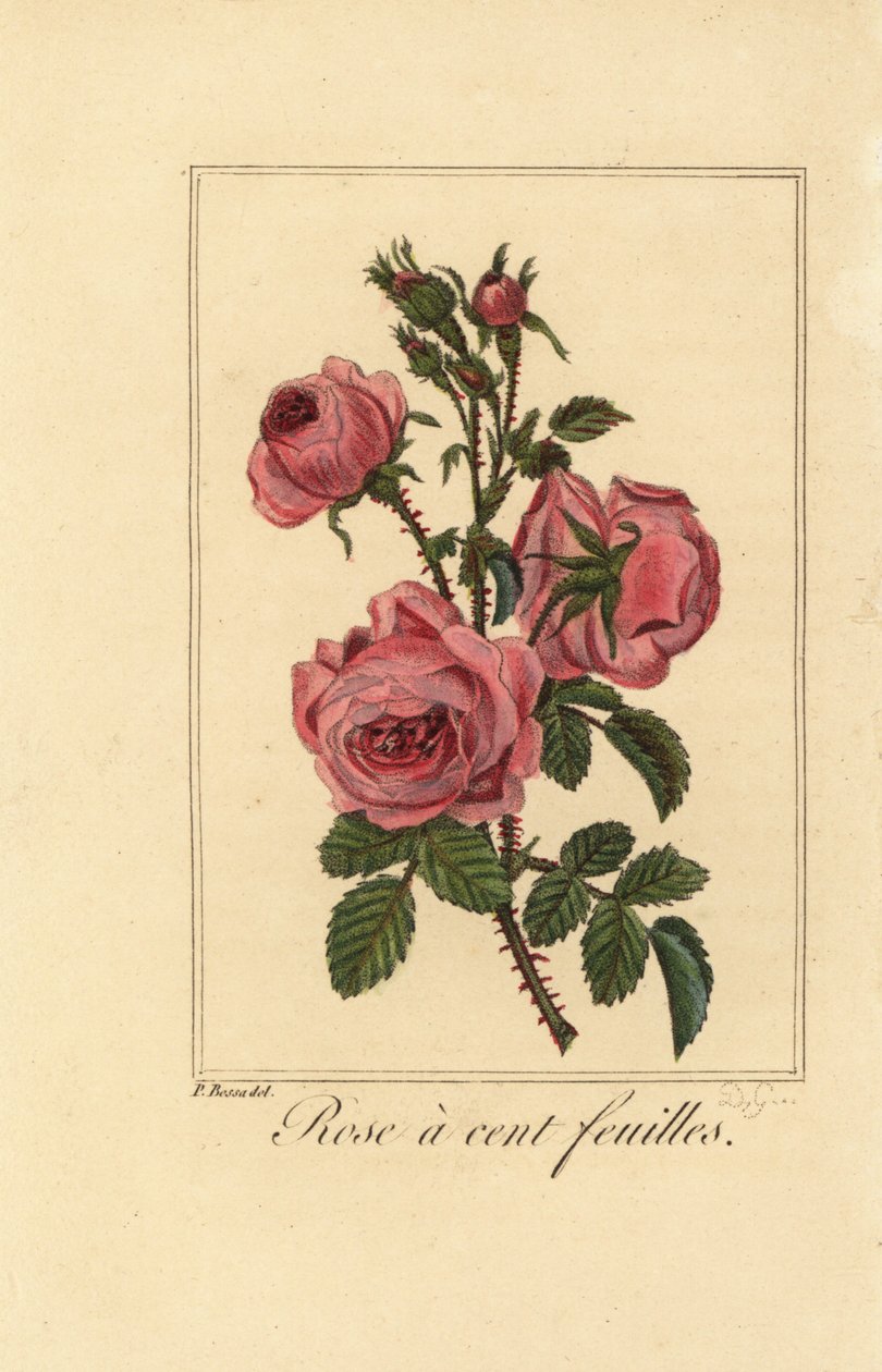 Provence rose eller kålrose, Rose a cent feuilles, Rosa centifolia af Pancrace (after) Bessa
