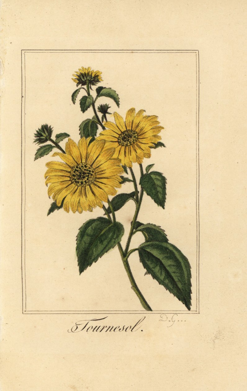Solsikke, tournesol, Helianthus annuus af Pancrace (after) Bessa