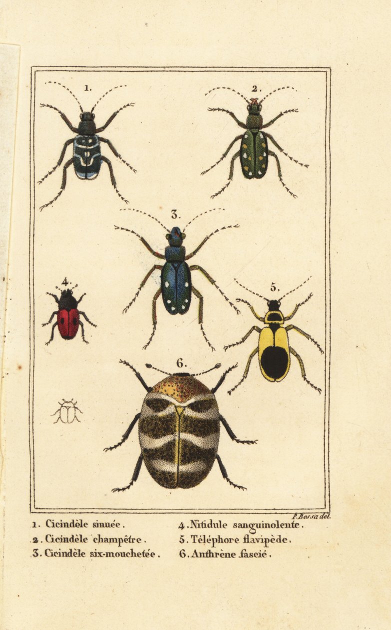 Tigerbiller, Cicindela sinuata 1, Cicindela campestris 2, Cicindela sexguttata 3, Nitidula sanguinolenta 4, varieret tæppebille, Telephore flavipede 5, Anthrenus verbasci 6 af Pancrace (after) Bessa