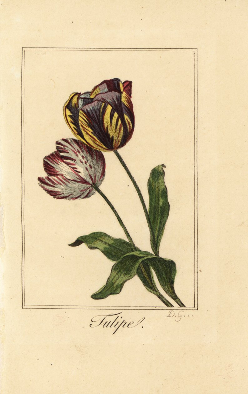 Varianter af tulipan, tulipan, Tulipa gesneriana af Pancrace (after) Bessa
