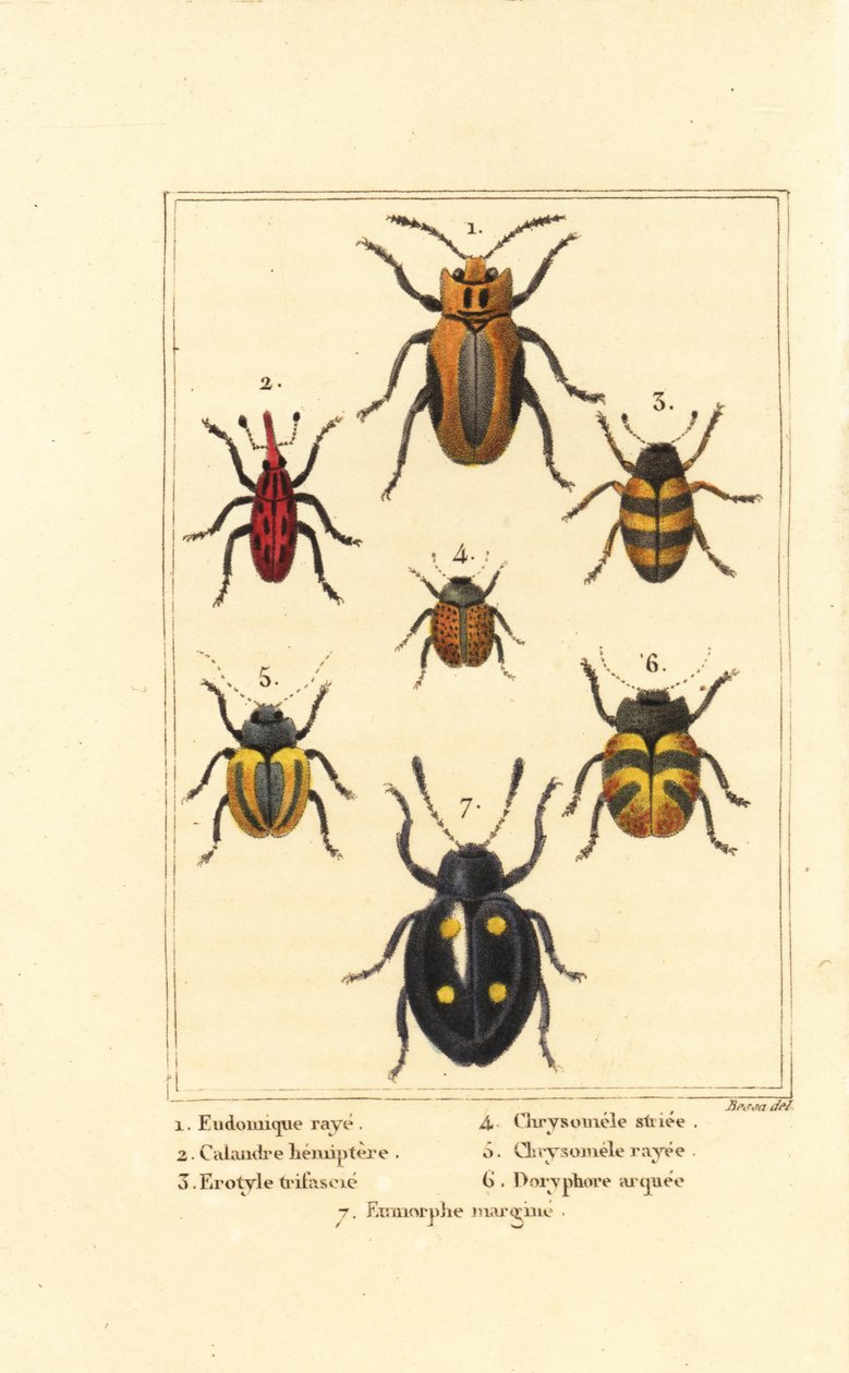 Snudebiller: Eudomychus striata 1, Calandra hemiptera 2, behagelig svampebille, Erotylus arter 3, Chrysomela striata 4, Acalymma vittatum 5, Chrysomela arcuata 6 og Eumorphus marginata 7 af Pancrace (after) Bessa